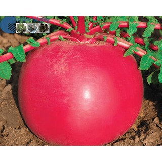 Hạt Giống Củ Cải Khổng Lồ - 10 Hạt