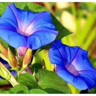 20 Hạt giống hoa Bìm bìm xanh