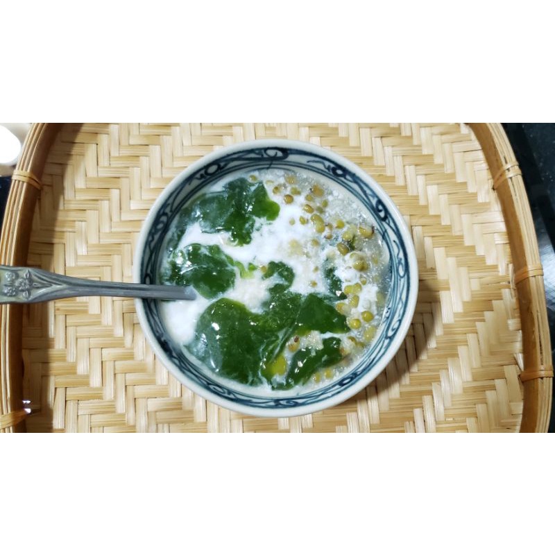 Cây sương sâm lá trơn chiết cành Trồng được trong chậu cảnh