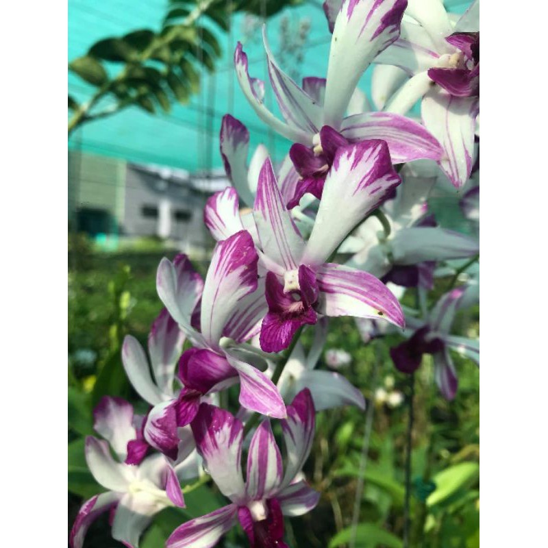 Dendro nắng tia chớp chuồn