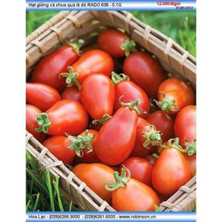 Hạt giống cà chua lê quả đỏ gói 30 hạt