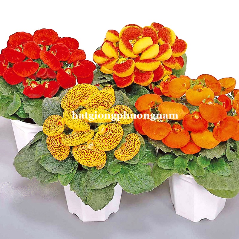 30H - HẠT GIỐNG HOA HUYỀN SÂM