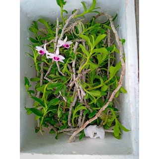 Hoa lan Phi điệp các vùng miền (Hàng ươm kie)