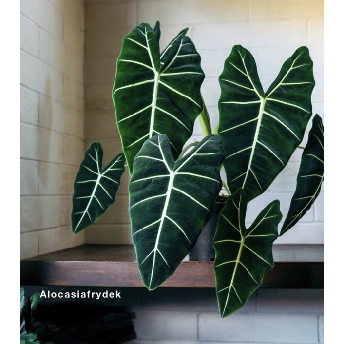 cây alocasia frydek môn lá nhung gân trắng