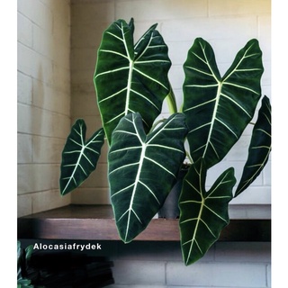 Cây alocasia frydek môn lá nhung gân trắng