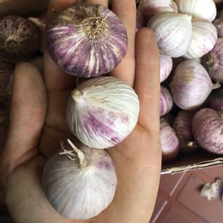 3kg tỏi cô đơn SIÊU TO