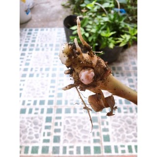 củ nghệ đen về trồng