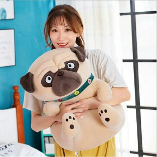 Chó  pug  đáng  yêu