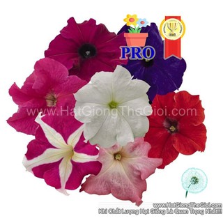 100.HẠT Hạt Giống Hoa Dạ Yến Thảo Đứng Success! HD Mix (| -KD: B56*X67)