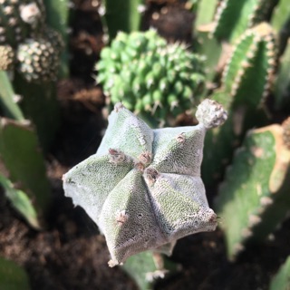 Xương rồng Astro (tháp)