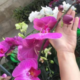 Lan hồ điệp sẵn ngồng hoa