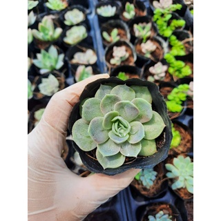 Sen đá lola size bầu