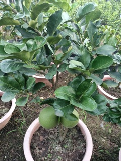 Bưởi da xanh ruột đỏ (đang trái)