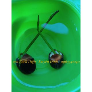 Hạt giống sen Bách Diệp