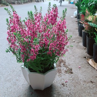 Chậu hoa lưu ly