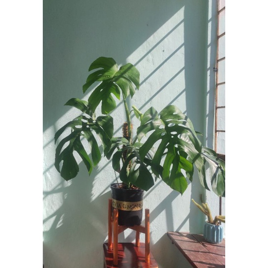 Monstera borsigiana, trầu bà lá xẻ leo