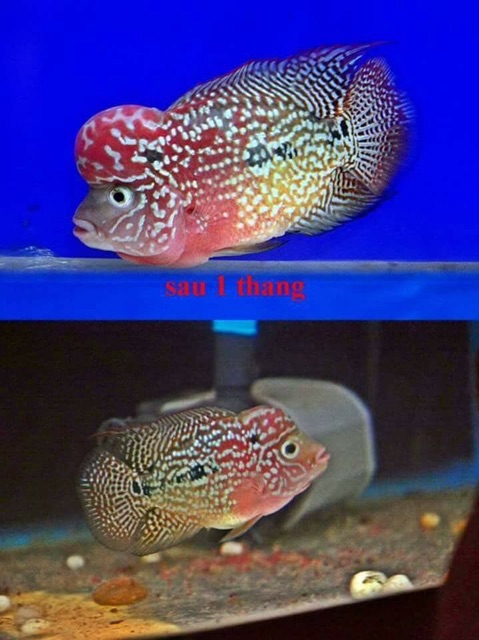 Cz19 Thức ăn lên màu nền cho cá la hán 120g Cz 2 tone