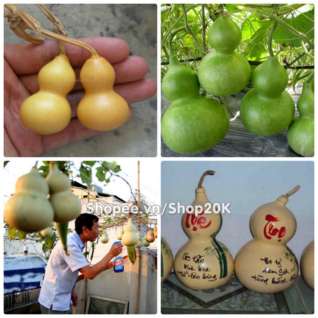 Hạt giống Bầu hồ lô