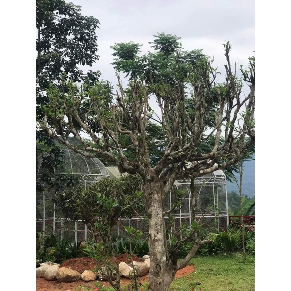 Chè san tuyết cổ thụ nhà làm