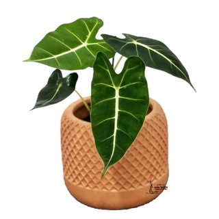 Chậu trồng cây gốm đất nung (terracotta) dáng trụ tròn hoa văn đan lưới 17cm - gốm sứ sân vườn Bình Dương chất lượng cao