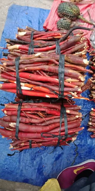 Sâm Cau Đỏ rừng xô [1kg] chuẩn cau đỏ rừng
