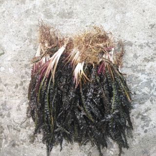 Tiêu thảo lá nhăn 3kg