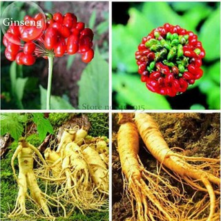 ⭐ HẠT GIỐNG NHÂN SÂM ⭐