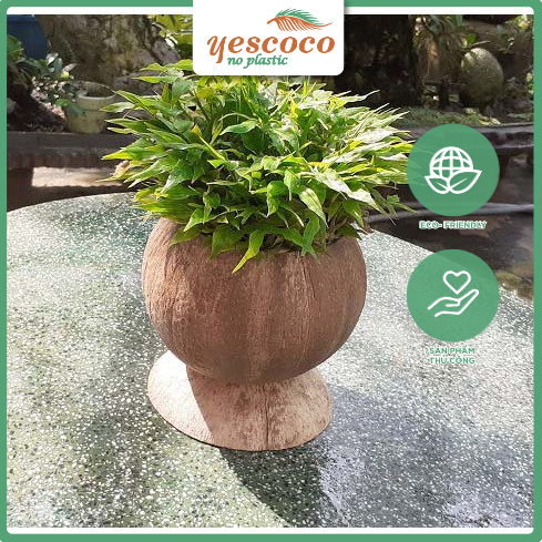 Chậu trồng để bàn Gáo Dừa Trơn Đế Gáo | YESCOCO XUỎNG SẢN XUẤT