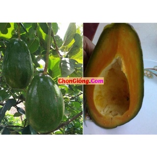 Cây giống bơ ruột đỏ ghép siêu sớm