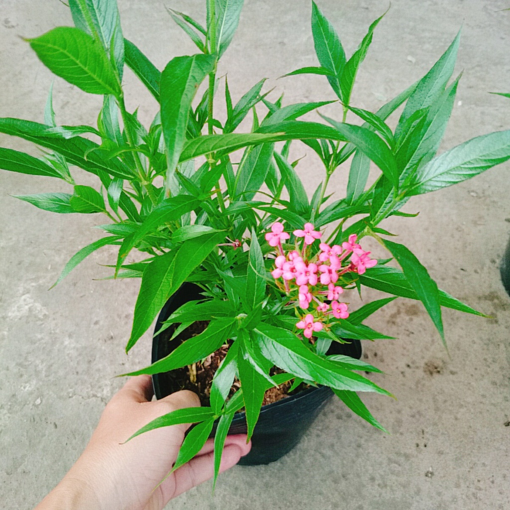 Cây Liễu Hồng - cây cảnh vườn - caykiengsadec