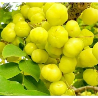Cây chùm ruột giống chua ( cao 25-60cm)
