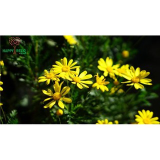 Combo 10 cây giống hoa cúc Thân Gỗ rễ trần - cây hoa Trường Thọ sống lâu năm dễ trồng