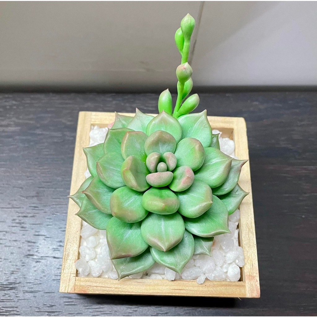 Sen đá đất sét chậu gỗ kích thước 8cm