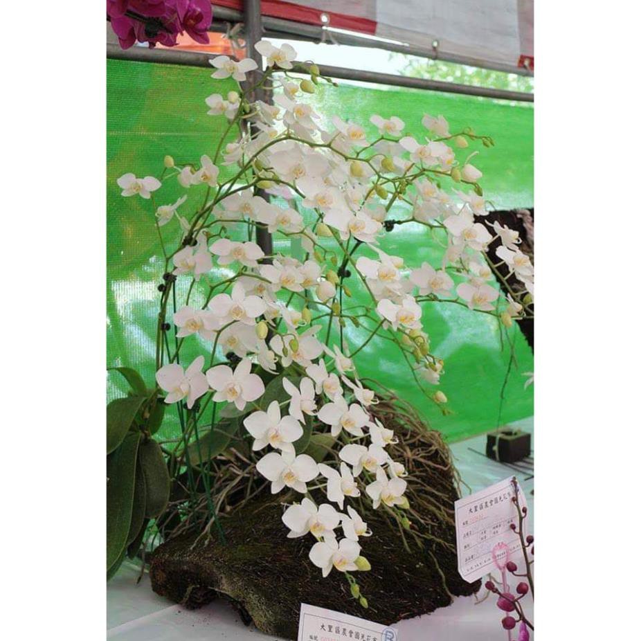 Lan hồ điệp rừng trăm hoa