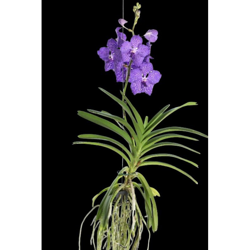 Lan Vanda màu tím blue chậu 1 cây trưởng thành