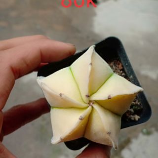 Xương rồng aster lem