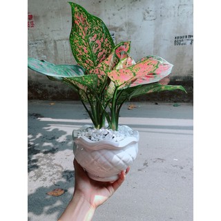 Chậu cây vạn lộc