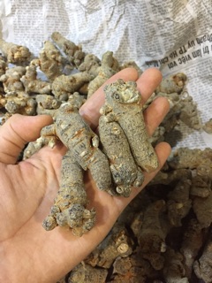 500gr tam thất củ loại 1 9 củ/ lạng