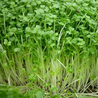 Hạt giống rau cải mầm