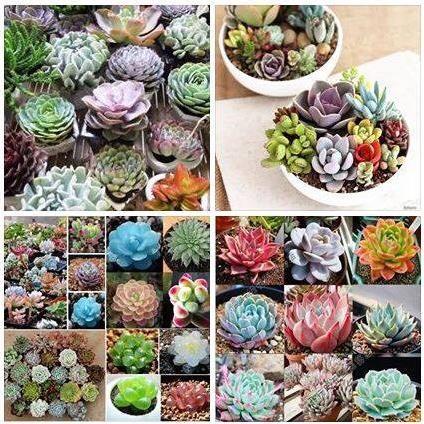 Hạt giống hoa sen đá nhiều màu - 20 hạt/gói