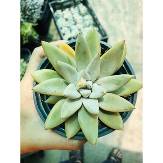 Sen đá vuốt bạc (new-hàng nhập)