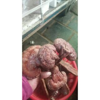 1kg nấm linh chi đỏ