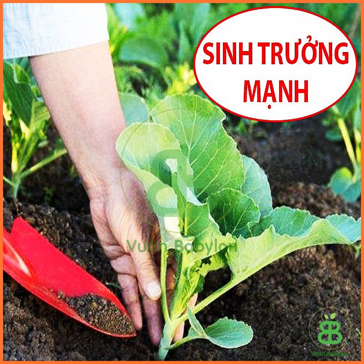 Hạt Giống Cải Ngồng Mập (Cải Ngọt Ăn Bông) 20Gr