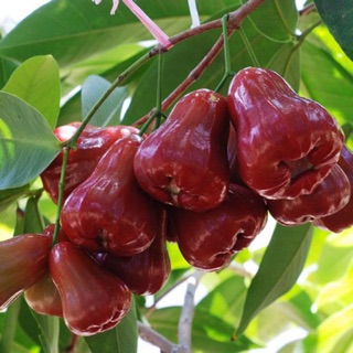 Cây giống mận an phước trái to, ngọt, mọng nước- Trang trí sân vườn- Decor- Cây hoa kiểng Đồng Tháp