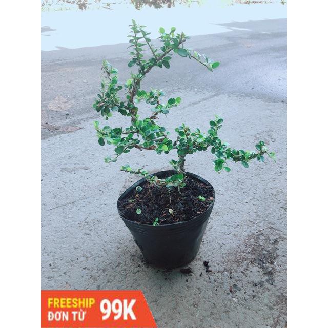 Linh Sam Núi Bonsai