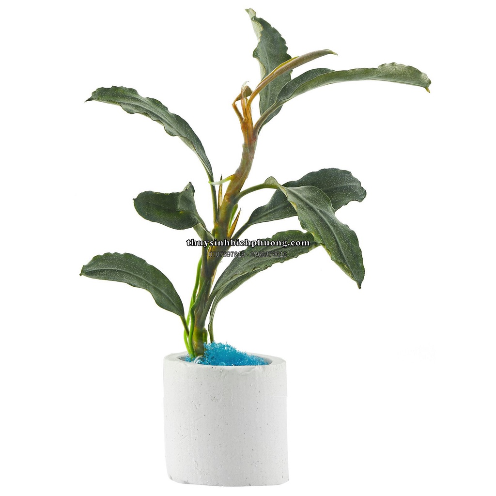 1 NGỌN CÂY BUCEP DÁN ĐÁ LŨA THUỶ SINH - BUCEPHALANDRA HÀNG HIẾM PHÁT TRIỂN CHẬM KHÔNG CẦN CO2 VẪN SỐNG KHOẺ