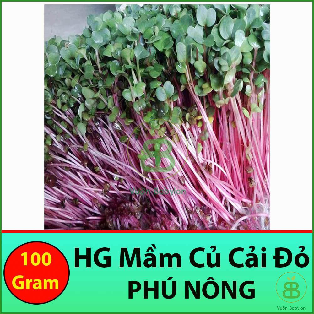 Hạt Giống Rau Mầm Củ Cải Đỏ 100Gr Giòn, Ngọt, Dinh Dưỡng Cao