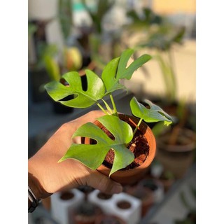 Rhaphidophora Tettra ( Montera mini Thái)