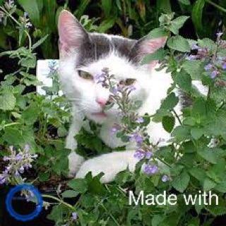 🌳🐾(H4) 100 HẠT GIỐNG CỎ MÈO CATNIP CHO SEN TỰ TRỒNG!!