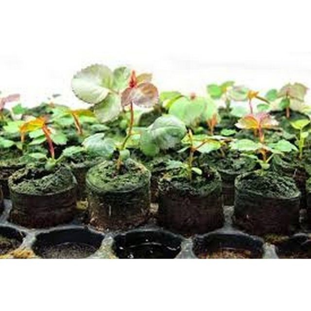 Hạt giống Hoa hồng Thân gỗ  luckyseed hạt siêu rẻ